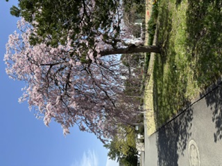 春のしだれ桜